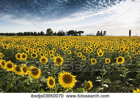 "Sunflower field with pine trees and cypress trees, near Piombino, Province of Livorno, Tuscany, Italy, Europe" View Large Photo Image Stock Image - "Sunflower field with pine trees and cypress trees, near Piombino, Province of Livorno, Tuscany, Italy, Europe". Fotosearch