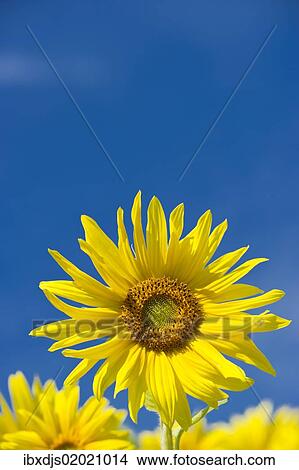 Picture - Sunflower (Helianthus annuus) against a blue sky. Fotosearch
