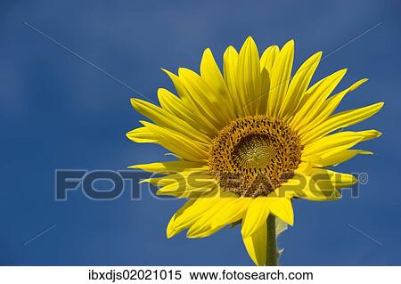Stock Photography - Sunflower (Helianthus annuus) against a blue sky. Fotosearch