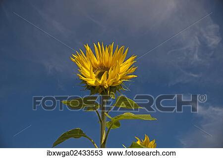 "Sunflower (Helianthus annuus) against a blue sky, Swabian Jura, Baden-Wuerttemberg, Germany, Europe, PublicGround, Europe" View Large Photo Image Stock Image - "Sunflower (Helianthus annuus) against a blue sky, Swabian Jura, Baden-Wuerttemberg, Germany, Europe, PublicGround, Europe". Fotosearch