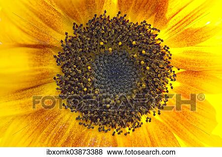 "Sunflower (Helianthus annuus) blossom detail, Baden-Wurttemberg, Germany, Europe" View Large Photo Image Stock Photo - "Sunflower (Helianthus annuus) blossom detail, Baden-Wurttemberg, Germany, Europe". Fotosearch