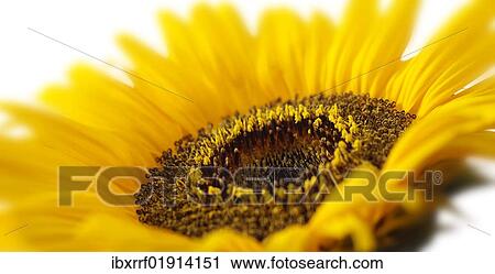 "Sunflower (Helianthus annuus), flower" View Large Photo Image Stock Image - "Sunflower (Helianthus annuus), flower". Fotosearch