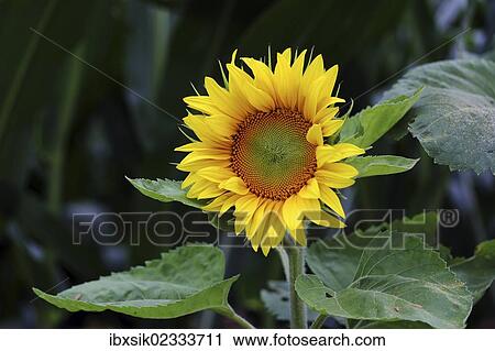 "Sunflower (Helianthus annuus), flower" View Large Photo Image Stock Image - "Sunflower (Helianthus annuus), flower". Fotosearch