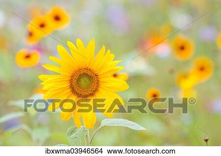Picture - "Sunflower (Helianthus annuus), in front of a summer flower meadow, North Hesse, Hesse, Germany, Europe". Fotosearch