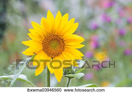 "Sunflower (Helianthus annuus), in front of a summer flower meadow, North Hesse, Hesse, Germany, Europe" View Large Photo Image Stock Image - "Sunflower (Helianthus annuus), in front of a summer flower meadow, North Hesse, Hesse, Germany, Europe". Fotosearch