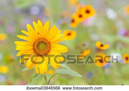 "Sunflower (Helianthus annuus), in front of a summer flower meadow, North Hesse, Hesse, Germany, Europe" View Large Photo Image Stock Photo - "Sunflower (Helianthus annuus), in front of a summer flower meadow, North Hesse, Hesse, Germany, Europe". Fotosearch