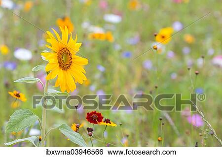 "Sunflower (Helianthus annuus), in front of a summer flower meadow, North Hesse, Hesse, Germany, Europe" View Large Photo Image Stock Photograph - "Sunflower (Helianthus annuus), in front of a summer flower meadow, North Hesse, Hesse, Germany, Europe". Fotosearch