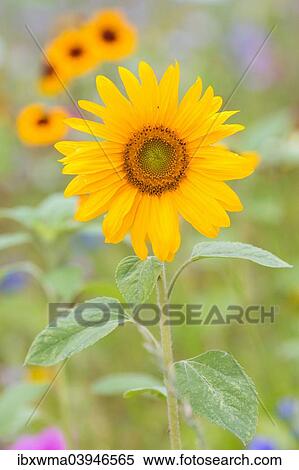 "Sunflower (Helianthus annuus), in front of a summer flower meadow, North Hesse, Hesse, Germany, Europe" View Large Photo Image Stock Photography - "Sunflower (Helianthus annuus), in front of a summer flower meadow, North Hesse, Hesse, Germany, Europe". Fotosearch