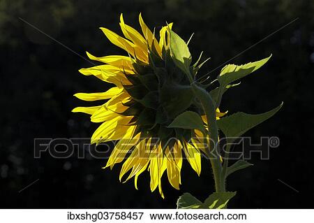 Stock Photo - "Sunflower (Helianthus annuus), Lower Saxony, Germany, Europe". Fotosearch