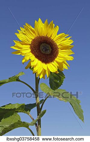 "Sunflower (Helianthus annuus), Lower Saxony, Germany, Europe" View Large Photo Image Stock Photo - "Sunflower (Helianthus annuus), Lower Saxony, Germany, Europe". Fotosearch