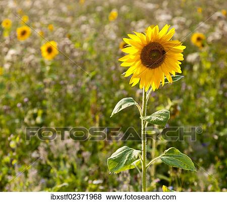 Sunflower (Helianthus annuus) on the edge of a field View Large Photo Image Stock Photo - Sunflower (Helianthus annuus) on the edge of a field. Fotosearch