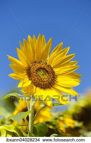 Sunflower (Helianthus annuus) View Large Photo Image Picture - Sunflower (Helianthus annuus). Fotosearch