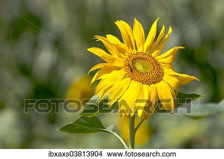 "Sunflower (Helianthus annuus), Baden-Wurttemberg, Germany, Europe" View Large Photo Image Picture - "Sunflower (Helianthus annuus), Baden-Wurttemberg, Germany, Europe". Fotosearch