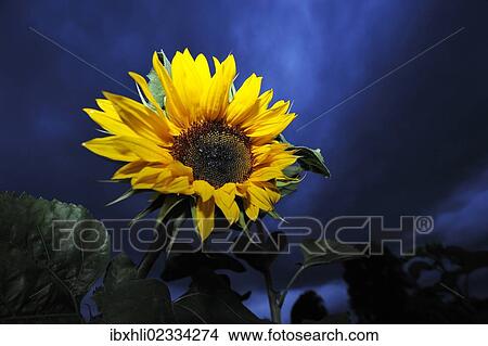 Picture - "Sunflower (Helianthus annuus), thunderstorm clouds at the back, Koenigsdorf, Upper Bavaria, Bavaria, Germany, Europe". Fotosearch