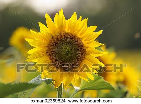 "Sunflower (Helianthus annuus), Muehlviertel region, Upper Austria, Austria, Europe" View Large Photo Image Picture - "Sunflower (Helianthus annuus), Muehlviertel region, Upper Austria, Austria, Europe". Fotosearch