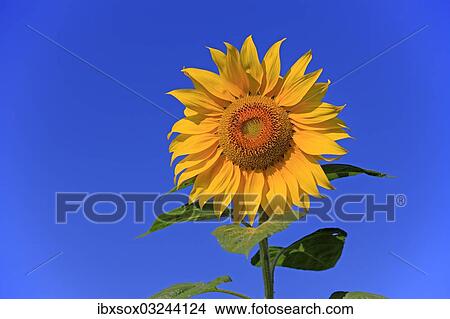 "Sunflower (Helianthus annuus), flowering, Ellerstadt, Rhineland-Palatinate, Germany, Europe" View Large Photo Image Picture - "Sunflower (Helianthus annuus), flowering, Ellerstadt, Rhineland-Palatinate, Germany, Europe". Fotosearch