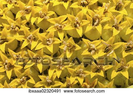 "Sunflower (Helianthus annuus), close-up, Odessa, Ukraine, Eastern Europe, Europe" View Large Photo Image Stock Image - "Sunflower (Helianthus annuus), close-up, Odessa, Ukraine, Eastern Europe, Europe". Fotosearch