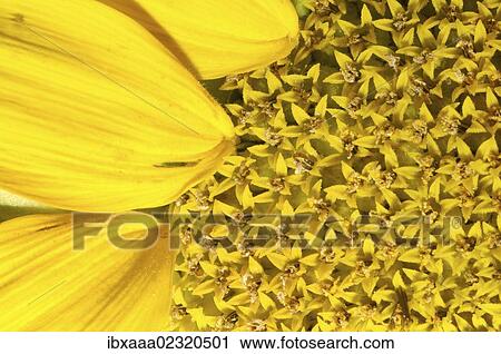 "Sunflower (Helianthus annuus), close-up, Odessa, Ukraine, Eastern Europe, Europe" View Large Photo Image Stock Image - "Sunflower (Helianthus annuus), close-up, Odessa, Ukraine, Eastern Europe, Europe". Fotosearch