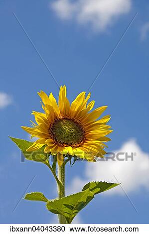 "Sunflower (Helianthus annuus), Germany, Europe" View Large Photo Image Stock Image - "Sunflower (Helianthus annuus), Germany, Europe". Fotosearch