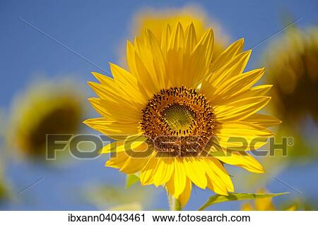 "Sunflower (Helianthus annuus), Germany, Europe" View Large Photo Image Stock Image - "Sunflower (Helianthus annuus), Germany, Europe". Fotosearch