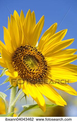"Sunflower (Helianthus annuus), Germany, Europe" View Large Photo Image Stock Image - "Sunflower (Helianthus annuus), Germany, Europe". Fotosearch