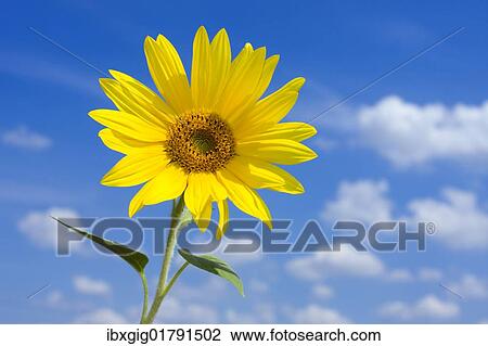 Sunflower (Helianthus annuus) View Large Photo Image Stock Image - Sunflower (Helianthus annuus). Fotosearch