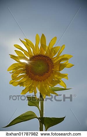 Sunflower (Helianthus annuus) View Large Photo Image Stock Image - Sunflower (Helianthus annuus). Fotosearch