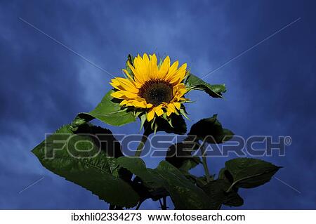 "Sunflower (Helianthus annuus), thunderstorm clouds at the back, Koenigsdorf, Upper Bavaria, Bavaria, Germany, Europe" View Large Photo Image Stock Image - "Sunflower (Helianthus annuus), thunderstorm clouds at the back, Koenigsdorf, Upper Bavaria, Bavaria, Germany, Europe". Fotosearch