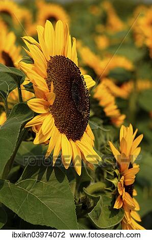 Sunflower (Helianthus annuus) View Large Photo Image Stock Image - Sunflower (Helianthus annuus). Fotosearch