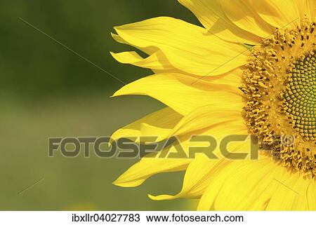 Stock Image - Sunflower (Helianthus annuus). Fotosearch