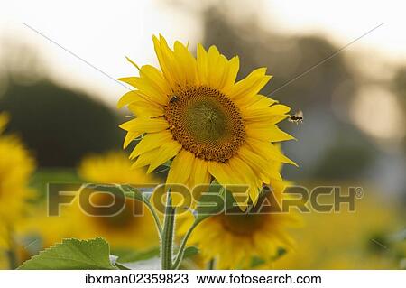 Stock Image - "Sunflower (Helianthus annuus), Muehlviertel region, Upper Austria, Austria, Europe". Fotosearch