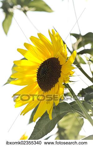 "Sunflower (Helianthus annuus), Stuttgart, Baden-Wuerttemberg, Germany, Europe" View Large Photo Image Stock Image - "Sunflower (Helianthus annuus), Stuttgart, Baden-Wuerttemberg, Germany, Europe". Fotosearch