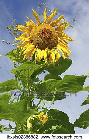 Sunflower (Helianthus annuus) View Large Photo Image Stock Image - Sunflower (Helianthus annuus). Fotosearch