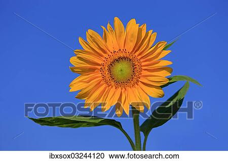 "Sunflower (Helianthus annuus), flowering, Ellerstadt, Rhineland-Palatinate, Germany, Europe" View Large Photo Image Stock Image - "Sunflower (Helianthus annuus), flowering, Ellerstadt, Rhineland-Palatinate, Germany, Europe". Fotosearch