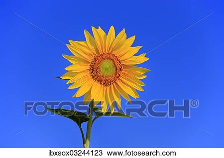 "Sunflower (Helianthus annuus), flowering, Ellerstadt, Rhineland-Palatinate, Germany, Europe" View Large Photo Image Stock Image - "Sunflower (Helianthus annuus), flowering, Ellerstadt, Rhineland-Palatinate, Germany, Europe". Fotosearch