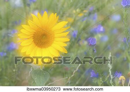 Sunflower (Helianthus annuus) View Large Photo Image Stock Image - Sunflower (Helianthus annuus). Fotosearch