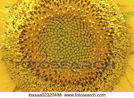 "Sunflower (Helianthus annuus), close-up, Odessa, Ukraine, Eastern Europe, Europe" View Large Photo Image Stock Photo - "Sunflower (Helianthus annuus), close-up, Odessa, Ukraine, Eastern Europe, Europe". Fotosearch