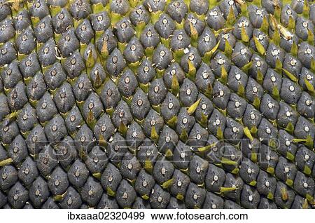 "Sunflower (Helianthus annuus), close-up of seeds, Odessa, Ukraine, Eastern Europe, Europe" View Large Photo Image Stock Photo - "Sunflower (Helianthus annuus), close-up of seeds, Odessa, Ukraine, Eastern Europe, Europe". Fotosearch