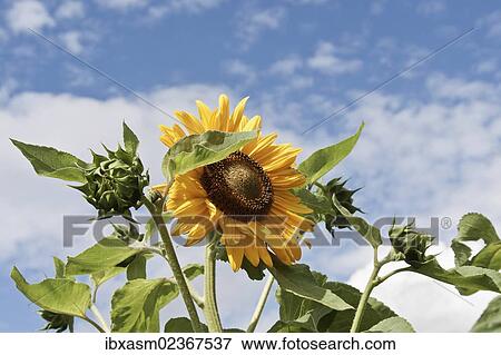 Sunflower (Helianthus annuus) View Large Photo Image Stock Photo - Sunflower (Helianthus annuus). Fotosearch