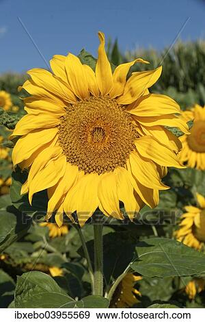 "Sunflower (Helianthus annuus), Departement Alpes-de-Haute-Provence, France, Europe" View Large Photo Image Stock Photo - "Sunflower (Helianthus annuus), Departement Alpes-de-Haute-Provence, France, Europe". Fotosearch