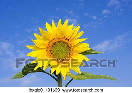 Stock Photo - Sunflower (Helianthus annuus). Fotosearch