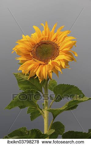 "Sunflower (Helianthus annuus), Germany, Europe" View Large Photo Image Stock Photo - "Sunflower (Helianthus annuus), Germany, Europe". Fotosearch