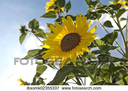 "Sunflower (Helianthus annuus), Stuttgart, Baden-Wuerttemberg, Germany, Europe" View Large Photo Image Stock Photo - "Sunflower (Helianthus annuus), Stuttgart, Baden-Wuerttemberg, Germany, Europe". Fotosearch