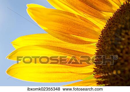 "Sunflower (Helianthus annuus), detailed view of the blossom, Stuttgart, Baden-Wuerttemberg, Germany, Europe" View Large Photo Image Stock Photo - "Sunflower (Helianthus annuus), detailed view of the blossom, Stuttgart, Baden-Wuerttemberg, Germany, Europe". Fotosearch