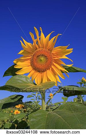 "Sunflower (Helianthus annuus), flowering, Ellerstadt, Rhineland-Palatinate, Germany, Europe" View Large Photo Image Stock Photo - "Sunflower (Helianthus annuus), flowering, Ellerstadt, Rhineland-Palatinate, Germany, Europe". Fotosearch