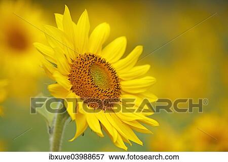 Sunflower (Helianthus annuus) View Large Photo Image Stock Photo - Sunflower (Helianthus annuus). Fotosearch