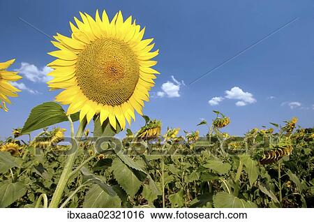 "Sunflower (Helianthus annuus), sunflower field, Odessa, Ukraine, Eastern Europe, Europe" View Large Photo Image Stock Photograph - "Sunflower (Helianthus annuus), sunflower field, Odessa, Ukraine, Eastern Europe, Europe". Fotosearch