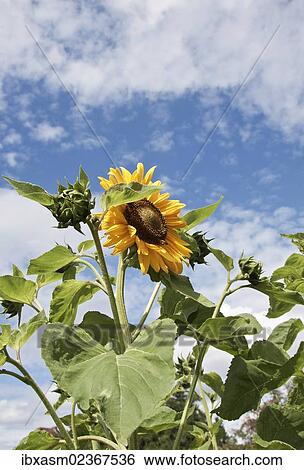 Sunflower (Helianthus annuus) View Large Photo Image Stock Photograph - Sunflower (Helianthus annuus). Fotosearch