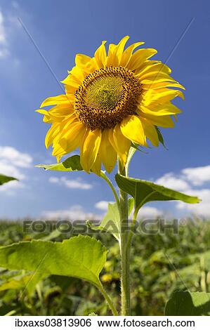 "Sunflower (Helianthus annuus), Baden-Wurttemberg, Germany, Europe" View Large Photo Image Stock Photograph - "Sunflower (Helianthus annuus), Baden-Wurttemberg, Germany, Europe". Fotosearch