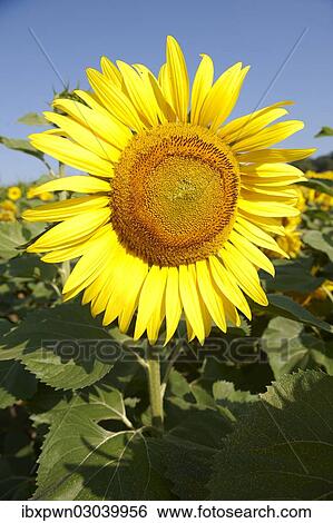 Stock Photograph - "Sunflower (Helianthus annuus), Hungary, Europe". Fotosearch